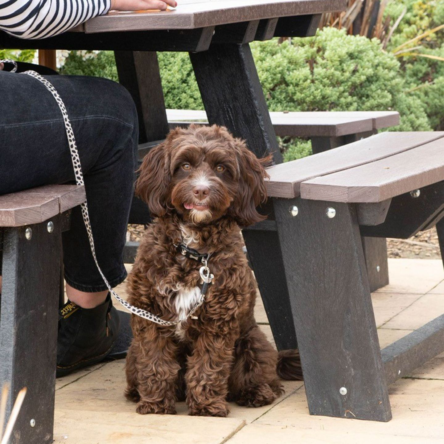 Your local dog friendly pub in Risca